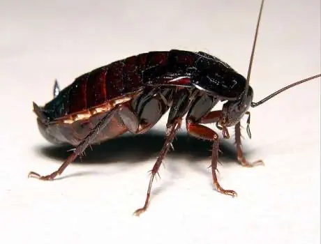 insect image