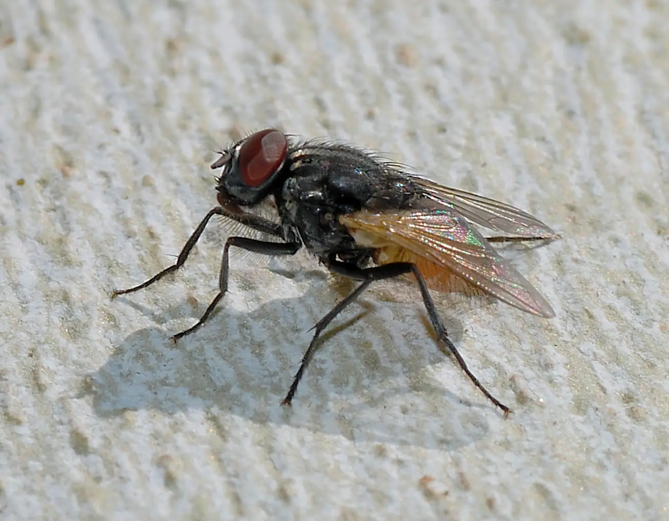 insect image